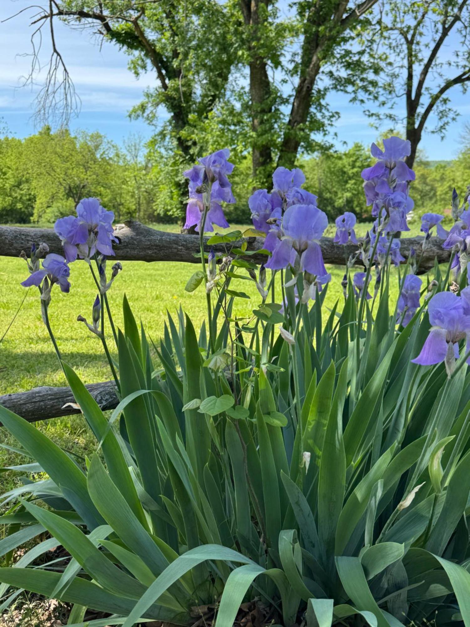Ozark Country Inn ماونتن فيو المظهر الخارجي الصورة